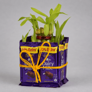 Chocolate Bamboo Tree