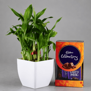 Lucky Bamboo with Celebrations Box